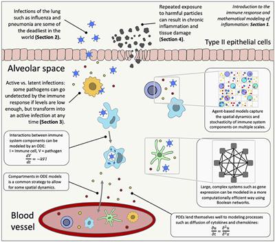Review of Mathematical Modeling of the Inflammatory Response in Lung Infections and Injuries